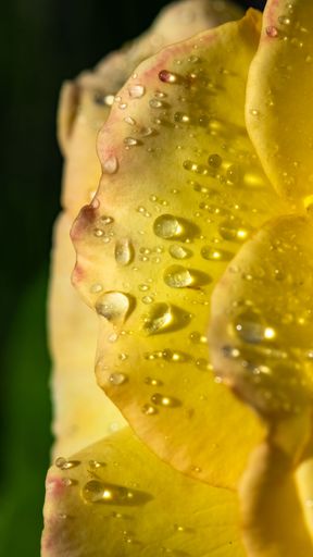 Rain drops on a yellow rose, beautiful background, macro