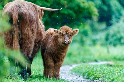 A scenic view of Scottish Highland cattle in a rural area in the Netherlands