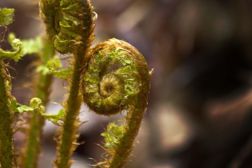 A closeup shot of ostrich fern