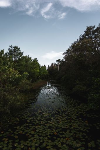A vertical closeup of a long narrow river between trees in a dense forest in daytime