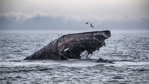 A view of old shipwreck in water with birds in Cape May