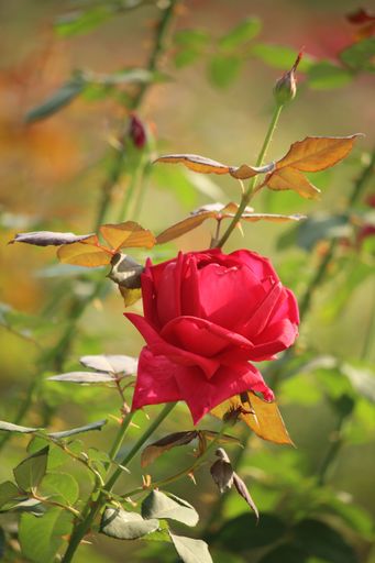 Portrait of red rose flower in Dhaka, Bangladesh