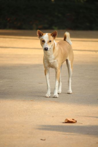 There is a brown dog standing in Barishal
