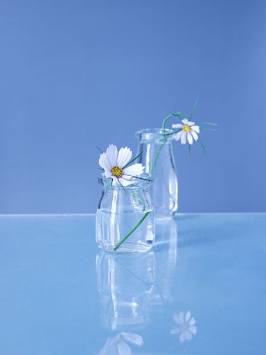 A beautiful shot of a two cosmos flowers in two glass vases