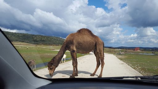A brown llama standing  in front of the car