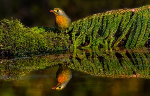 Small Japanese nightingale bird with bright plumage stands on a moss-covered branch on the shore of the lake with its reflection in the water