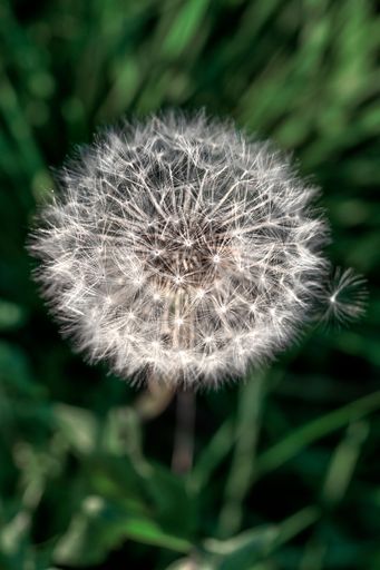 A vertical closeup shot of a dandelion with a blurry green background