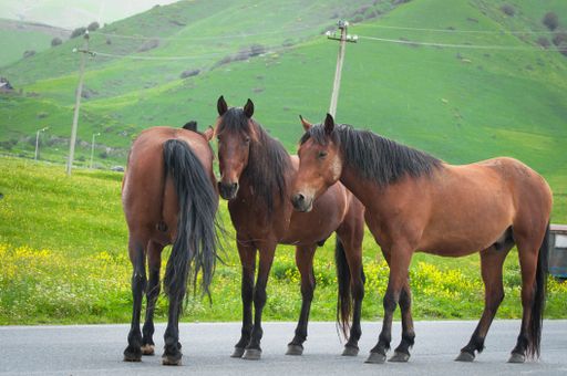 Three brown horses standing on the road over a background of green mountains