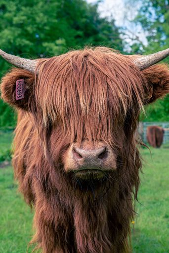 A vertical portrait of an adorable Scottish Highland Cow with long hair in the pasture