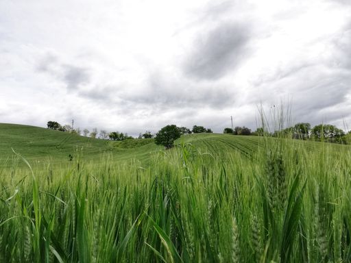 A beautiful shot of a lonely tree in a wheat field in Abruzzo, Italy