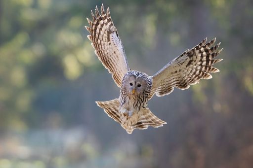 A beautiful Ural owl flying in the air in a blurred background on a sunny day