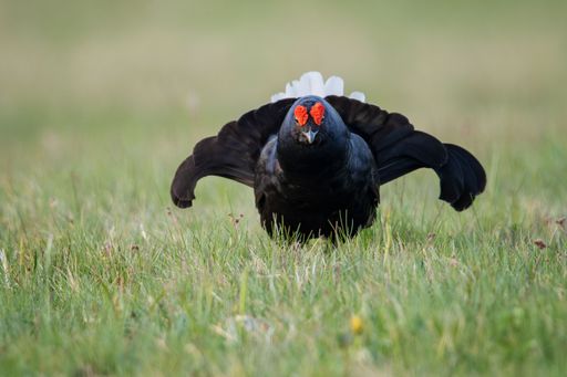 A closeup shot of a black grouse bird standing on the grass and looking into the camera