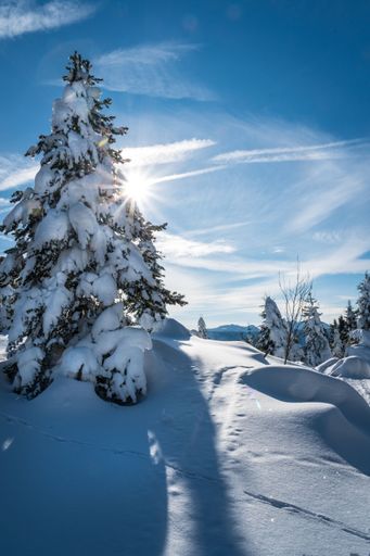 A vertical shot of a spruce tree covered in a thick layer of snow with the sun shining in the background