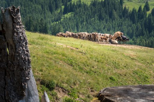 A herd of cows and bulls chilling in the grassland with spruces in the background