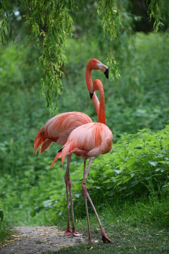 A vertical shot of two Flamingo standing together between grass under a tree