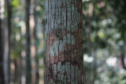 Portrait of mahogany tree in Barishal, Bangladesh
