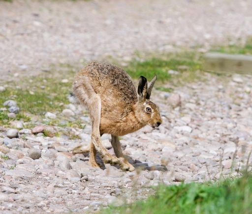 A closeup of a European hare in a park