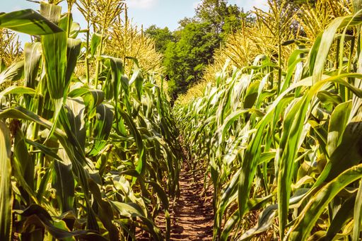 A landscape view of the corn farm