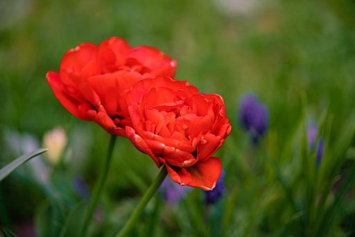 A close-up shot of red peony tulips blooming in a garden, isolated with blurred background