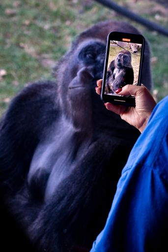 A closeup shot of a woman taking photo with her phone for a Gorilla in the zoo