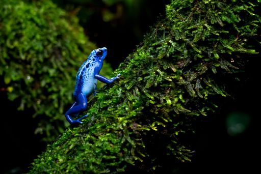 A closeup shot of a small Blue poison dart frog on a green mossy branch with blurred background