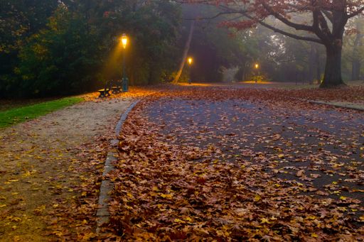 A wide shot of a road covered with beautiful fallen leaves with street lights in autumn