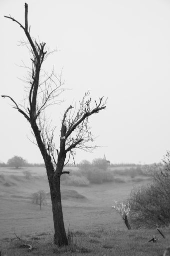 A vertical greyscale shot of an isolated bare tree in the field near the bushes