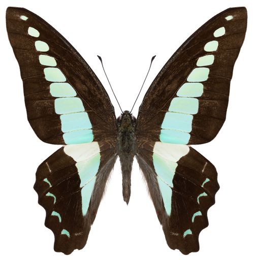 Butterfly species Graphium sarpedon, trivial name: common bluebottle.