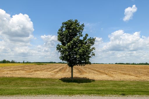 A closeup shot of a lone tree in the middle of a field under a blue sky