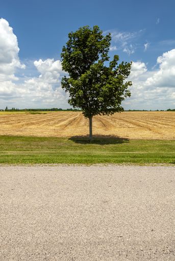 A vertical shot of a lone tree in the middle of a field under a blue sky