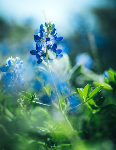 A vertical closeup of the Lupinus texensis, the Texas bluebonnet.