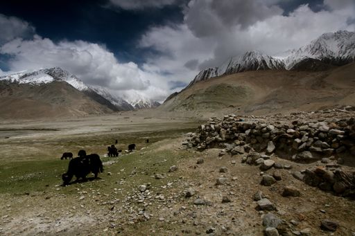 A horizontal shot of high mountains in China covered in snow and cows in the pasture under the crazy cloudy sky