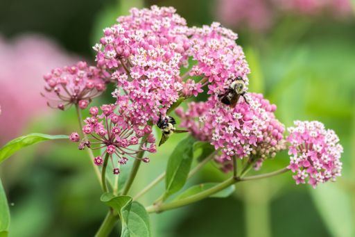 A selective focus shot of a small bug on pink spirea flowers