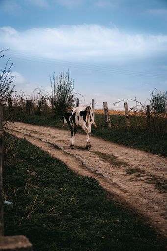 A view of a cow walking on a road by the fields under the clear sky