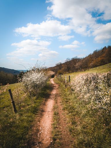 A beautiful view of a road on a hill with bushes and trees under the blue sky