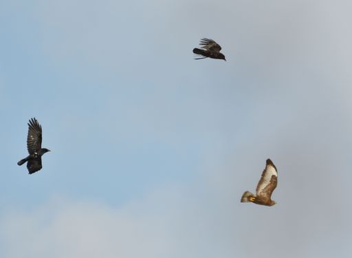 A low angle shot of beautiful crows and a buzzard bird in flight against a blue sky