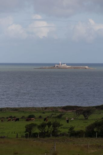 A beautiful view of cows grazing in a field and a sea with lighthouse in a background
