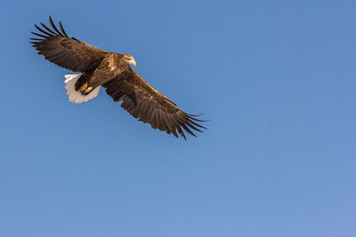 White-tailed eagle flying in a blue cloudless sky