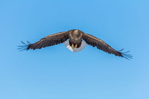 A white-tailed eagle flying in the sky