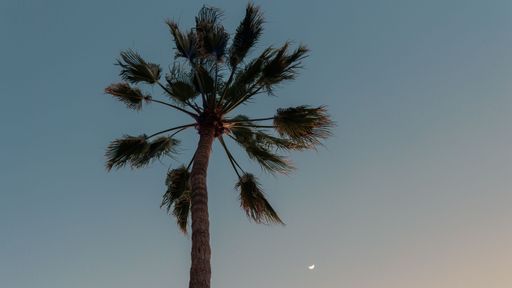 A low angle view of a desert fan palm