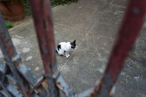 A stray white cat with black dots, shot through the fence