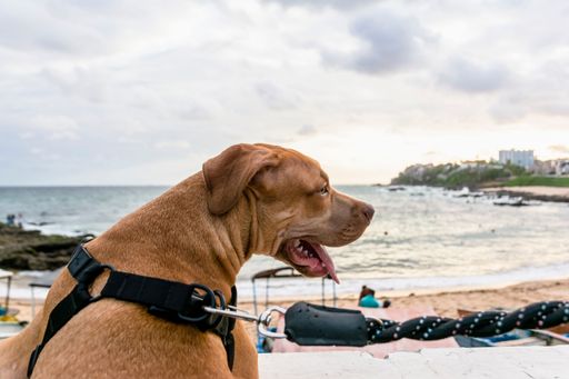 Pitbull dog looking at the sea in Salvador