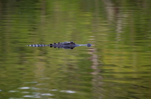 A crocodile swimming on the surface of the water