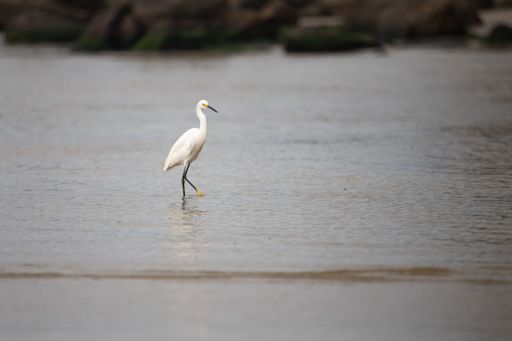 A white great egret bird perched in a lake