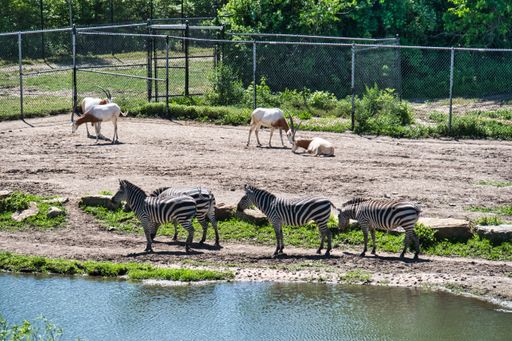 Zebras at the Kansas City Zoo in KC Missouri MO KCMO