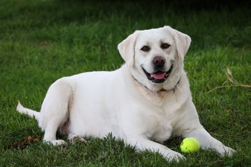 An adorable white Labrador dog on a green grass with a tennis ball