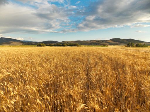 A view of a wheat field