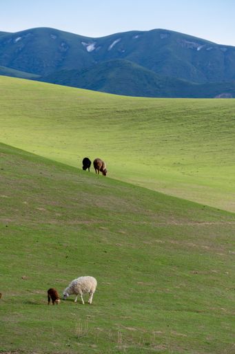 A vertical shot of sheep grazing a grass in a field