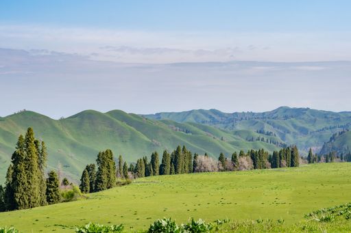 A highland field with trees and mountains in the background on a sunny day