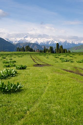 A vertical shot of a highland field with trees and mountains in the background on a sunny day
